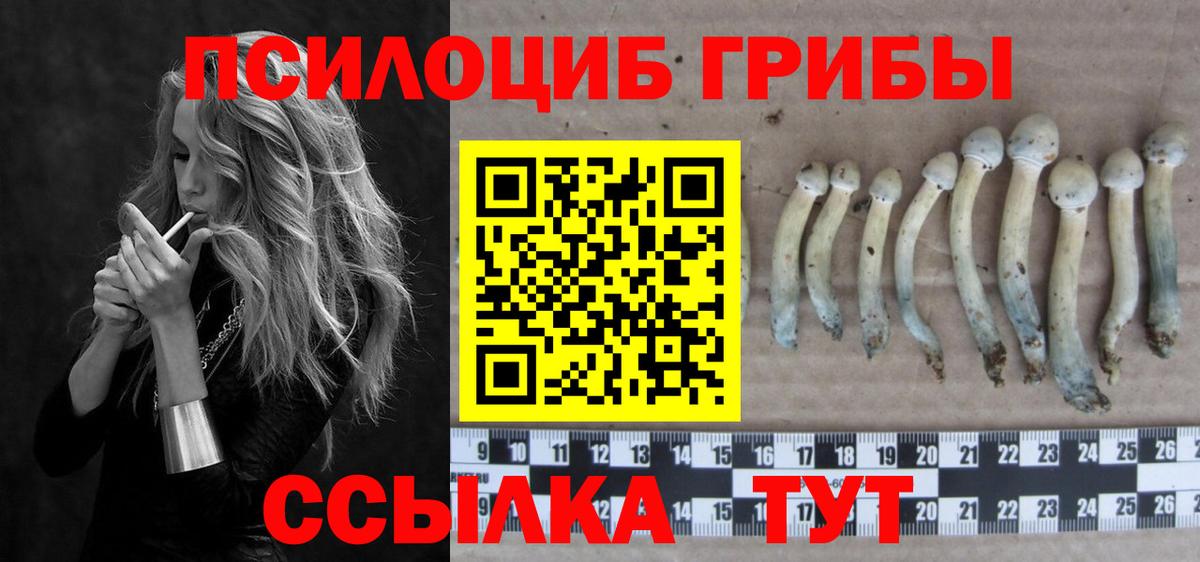Псилоцибиновые грибы Psilocybe Узловая